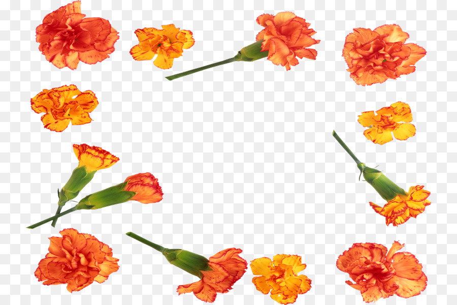 Photoscape，Les Fleurs Coupées PNG