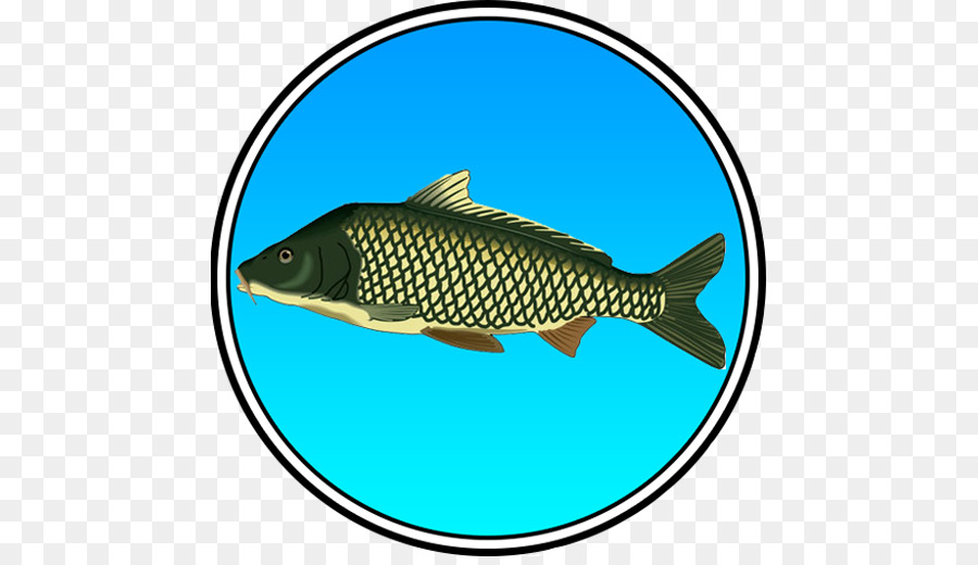 Poisson，Eau PNG