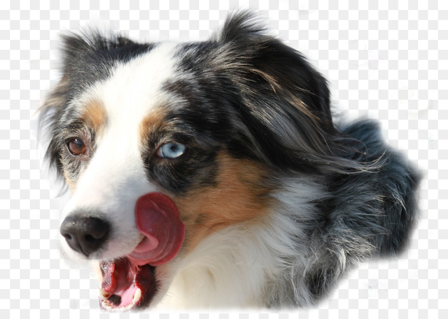 Chien，Animal De Compagnie PNG