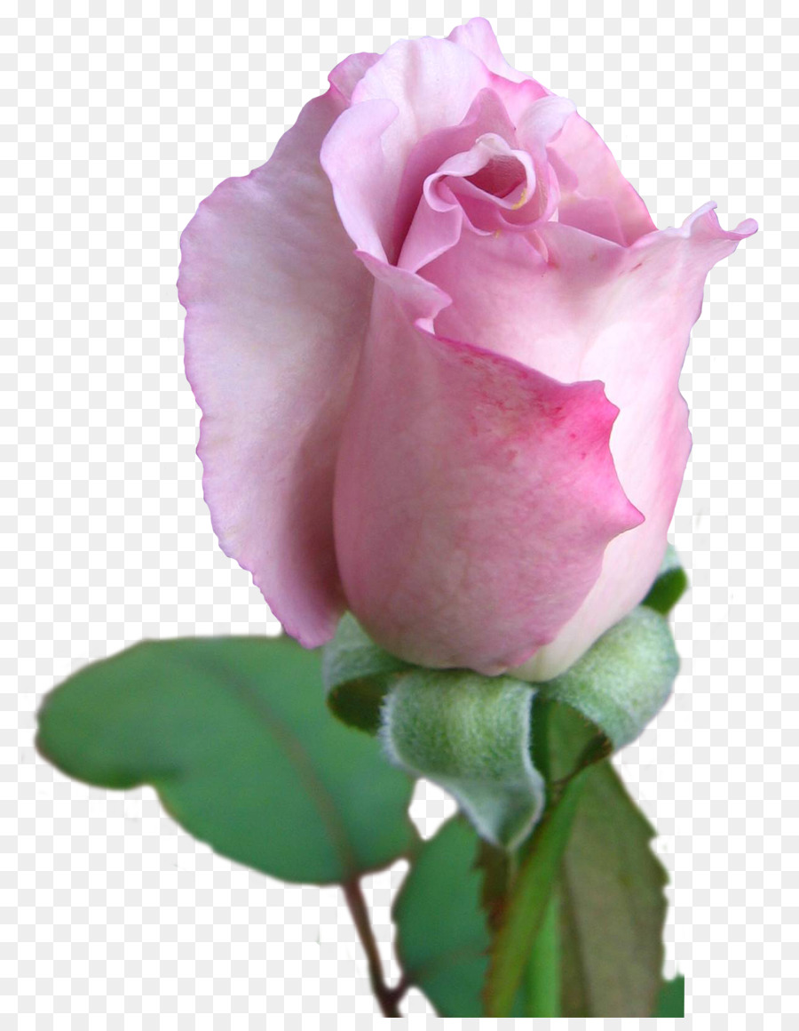 Rose Rose，Floraison PNG