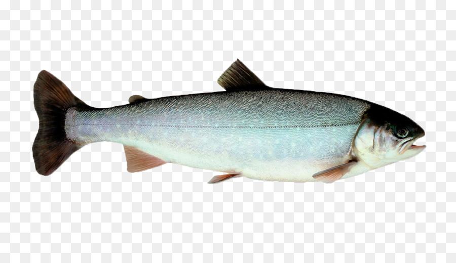 Poisson，Aquatique PNG