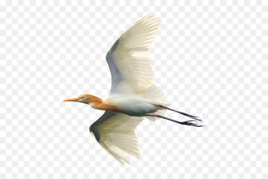 Oiseau，U PNG