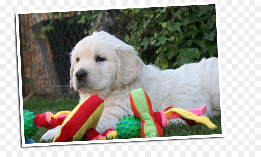 Golden Retriever，Le Labrador Retriever PNG