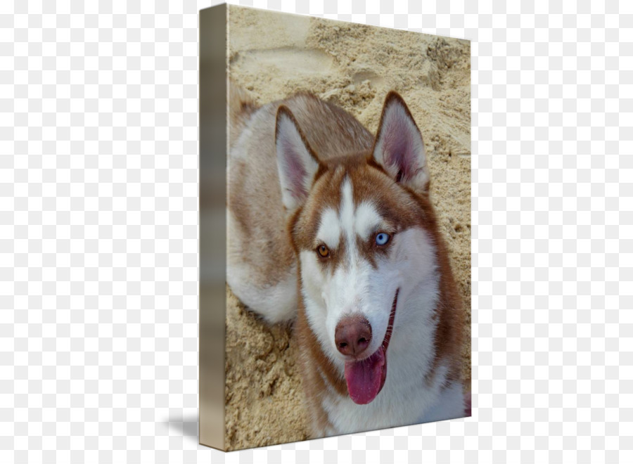 Miniature Husky Sibérien，Sakhaline Husky PNG