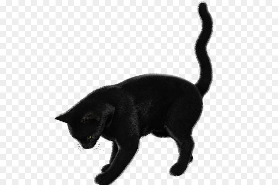 Chat Noir，Fourrure PNG