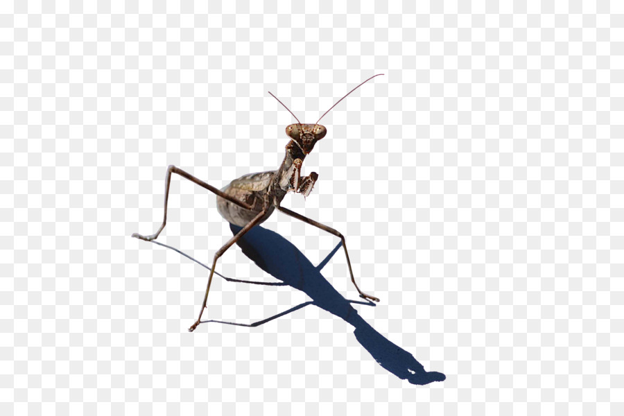 Mante，Insecte PNG