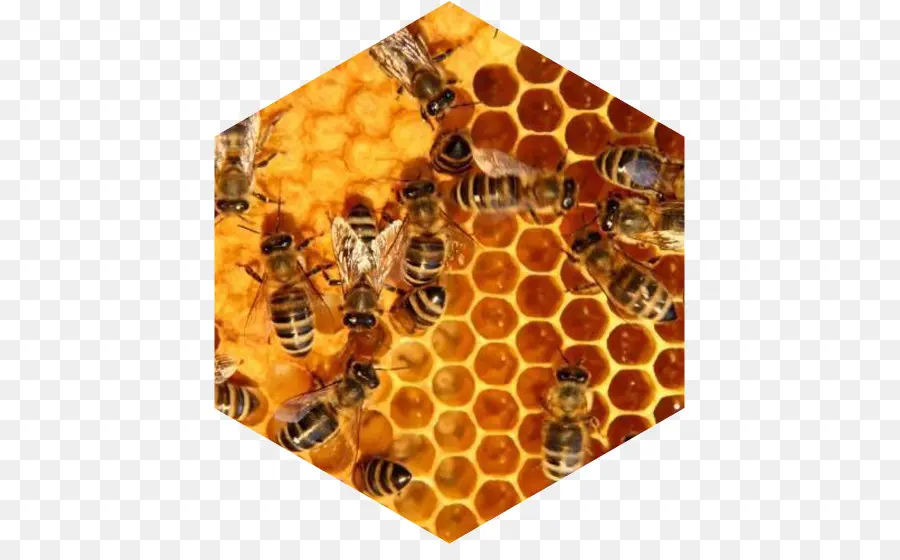 Abeilles，Rayon De Miel PNG