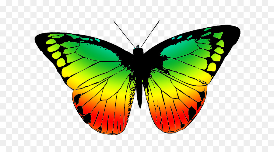 Papillon，Insecte PNG