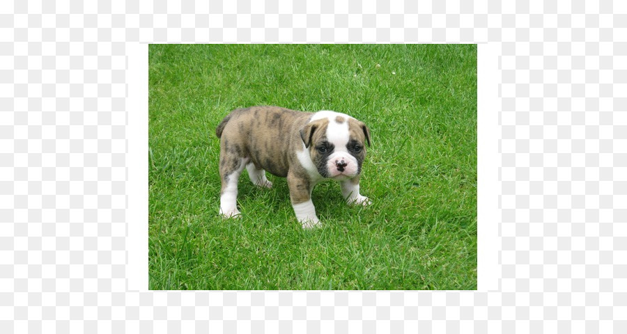 La Vallée De Bouledogue，Olde English Bulldogge PNG