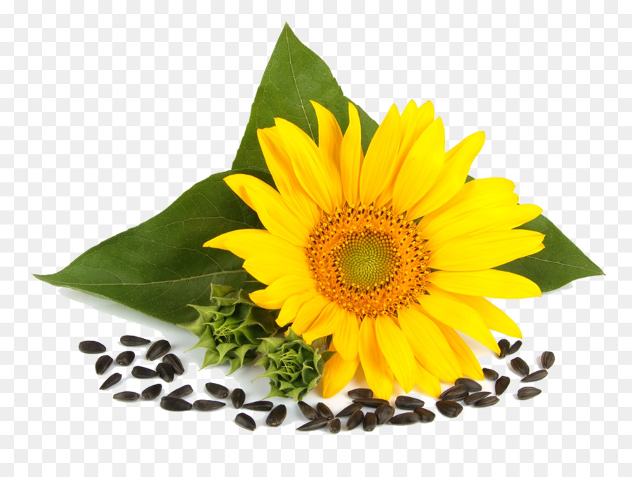 Commune De Tournesol，De La Graine PNG