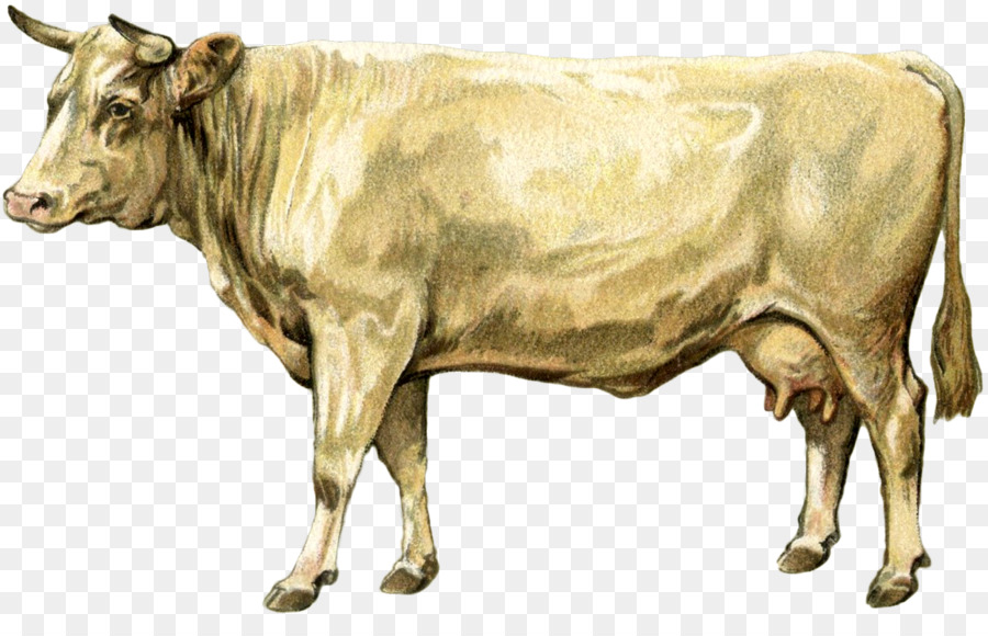 Vache，Bétail PNG