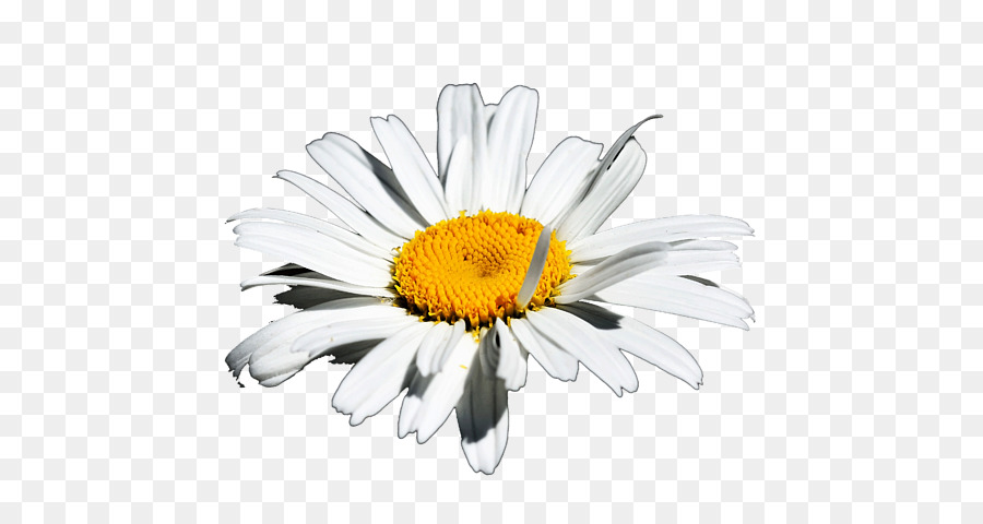 Marguerite Blanche，Marguerite PNG