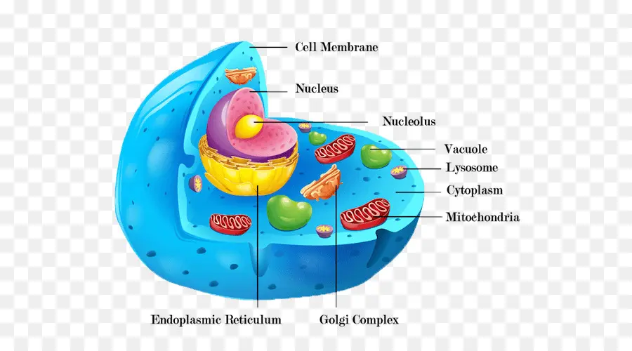 Cellule，Biologie PNG