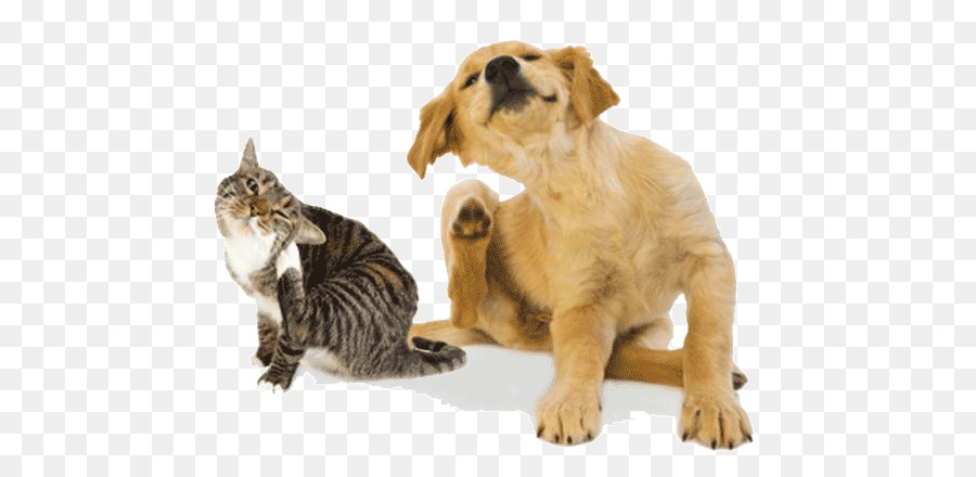 Chien Et Chat，Scratch PNG