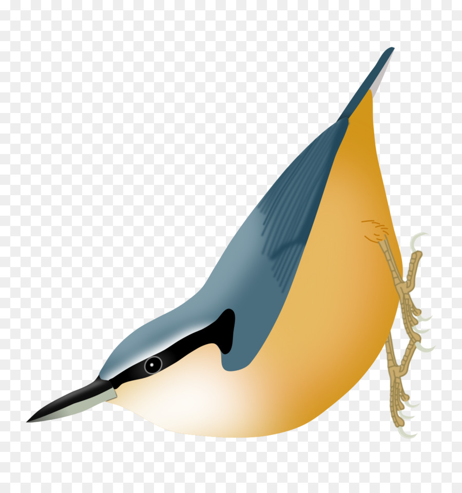 Oiseau，Plumes PNG