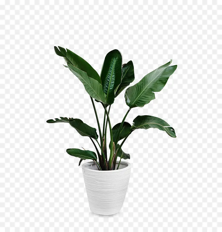 Feuille，Plante PNG