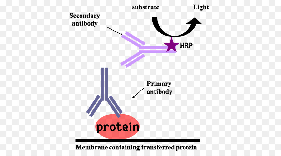 Diagramme D'anticorps，Protéine PNG