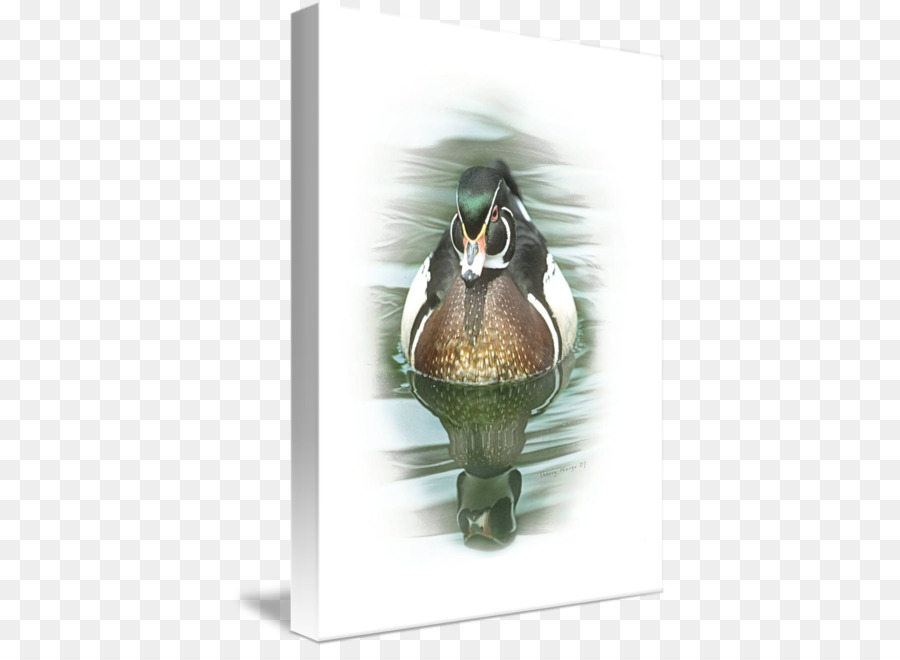 Canard，Hatchie Refuge National De La Faune Plan De Conservation Complet PNG