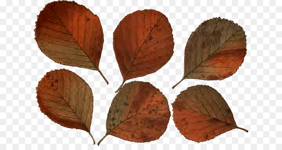 Feuille，Automne PNG