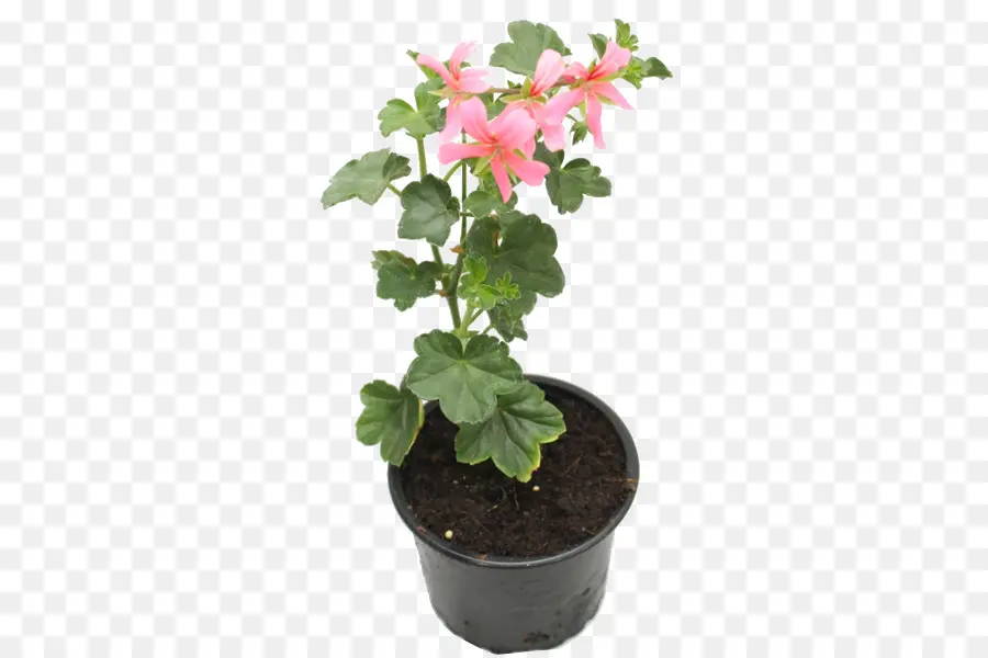 Fleur Rose，Pot PNG