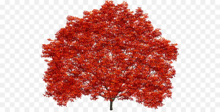 Arbre D'automne，Feuilles PNG