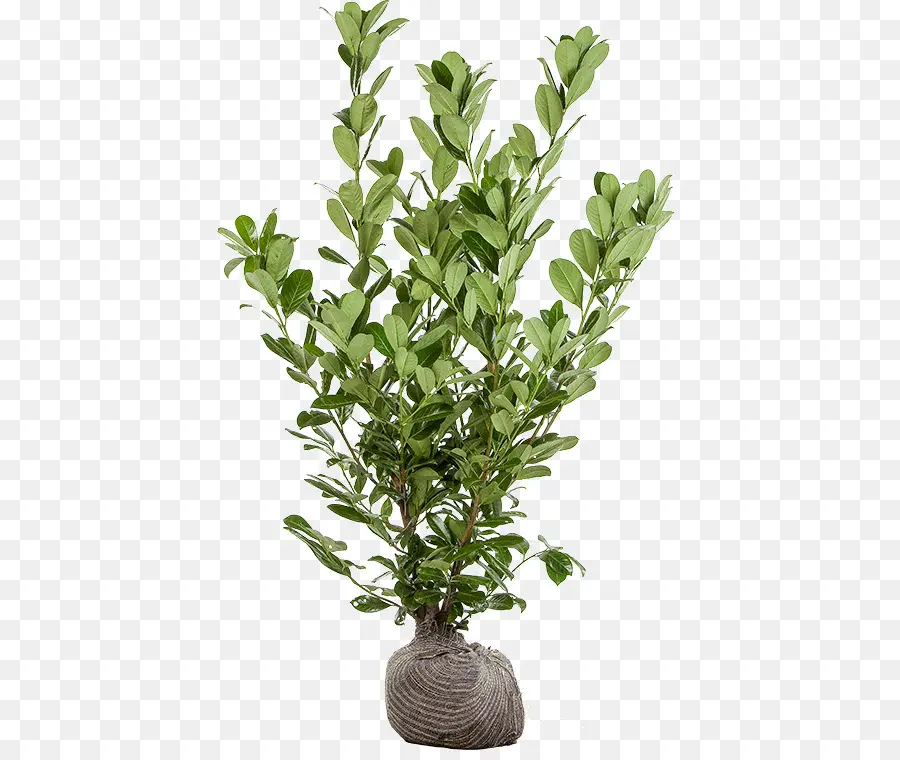 Plante En Pot，Usine PNG