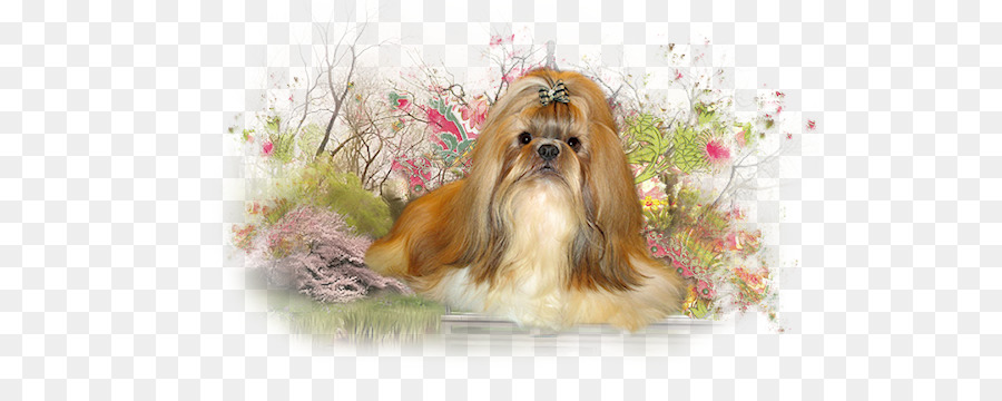 Shih Tzu，Chien Bichon Havanais PNG