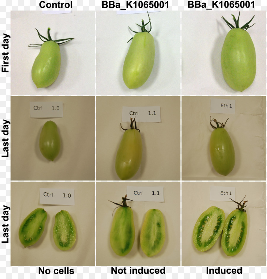 La Maturation，Fruits PNG