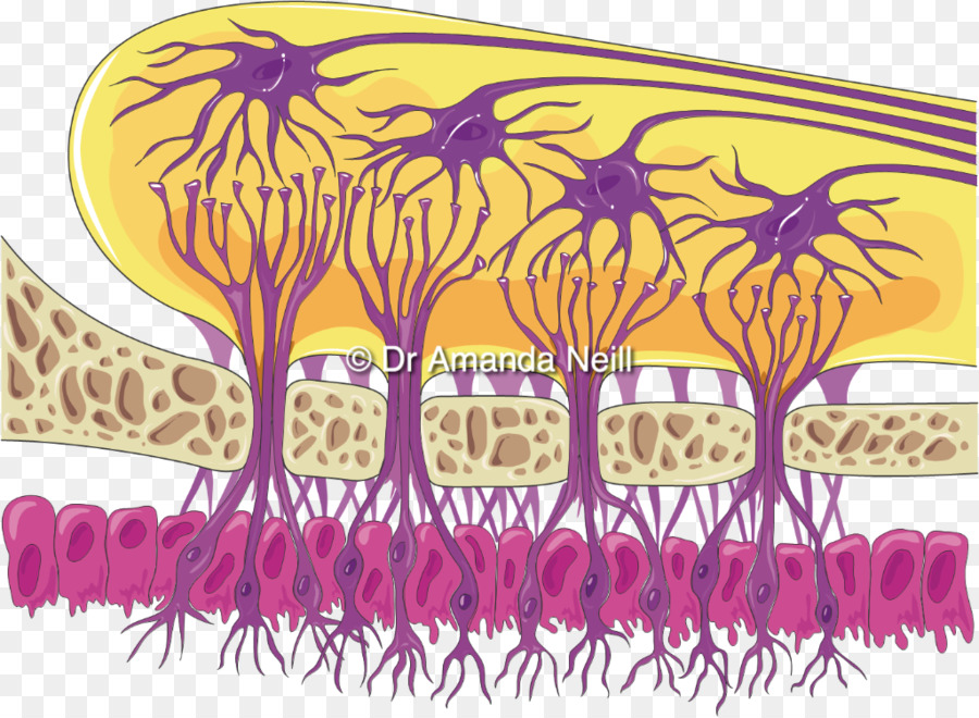 Neurones，Cerveau PNG