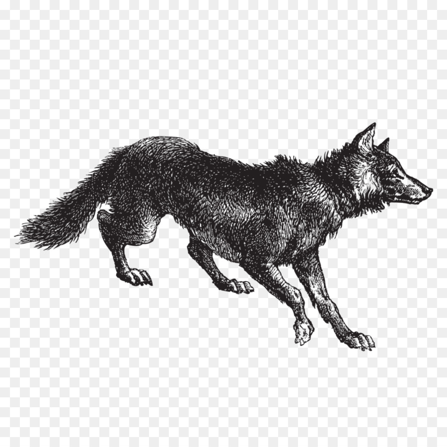 Loup，Canin PNG