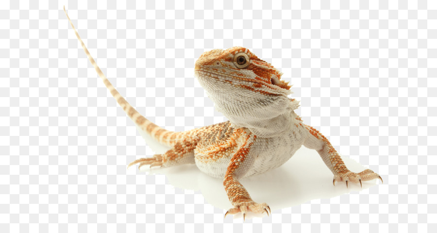 Lezards A Barbe Reptile Lezard Png Lezards A Barbe Reptile Lezard Transparentes Png Gratuit