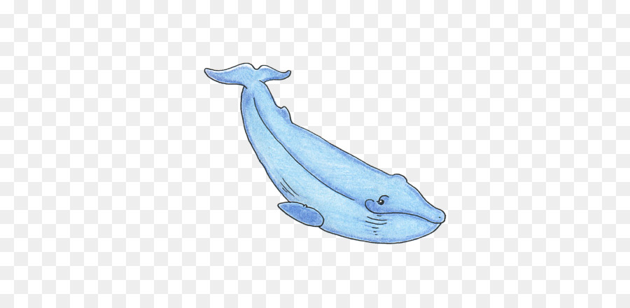 Béluga，Baleine PNG