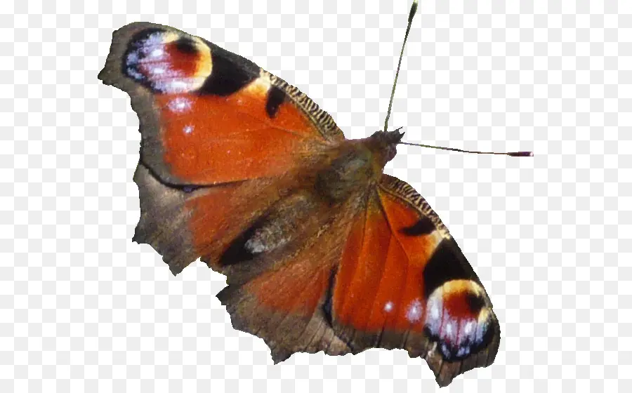 Papillon，Ailes PNG