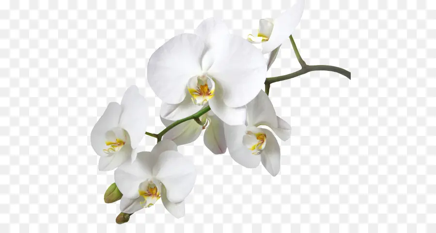 Les Orchidées，Des Orchidées Dendrobium PNG