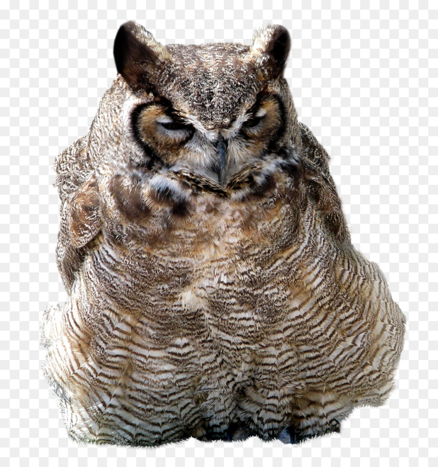 Hibou，Oiseau PNG