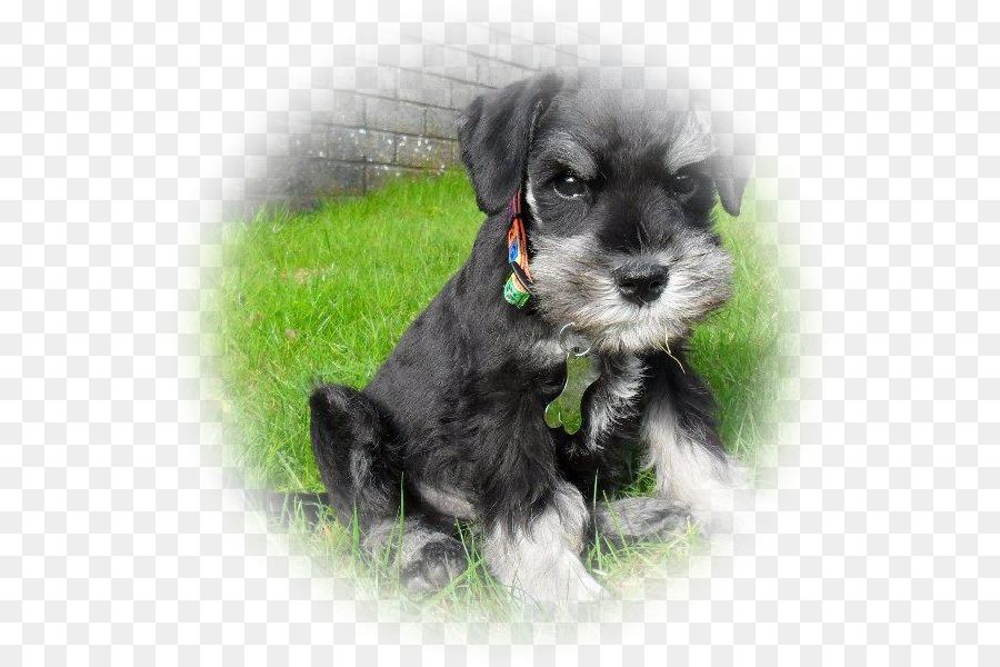 Schnauzer Nain，Le Schnauzer Standard PNG