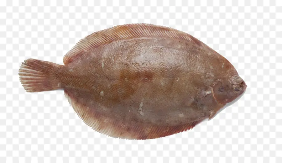 Poisson，Fruit De Mer PNG