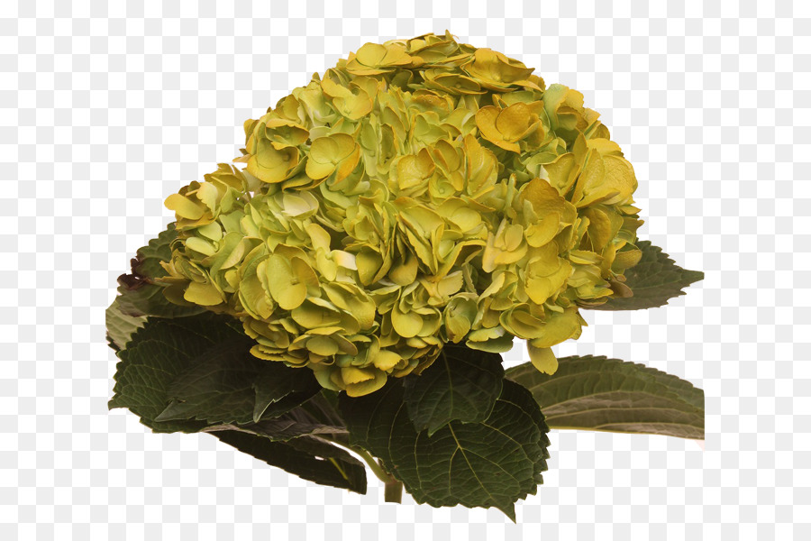 Hortensia，Les Fleurs De La Galerie PNG