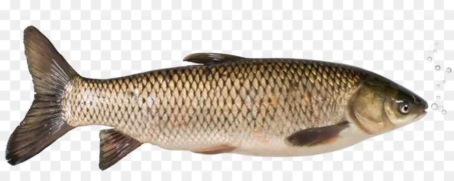 Poisson，Aquatique PNG