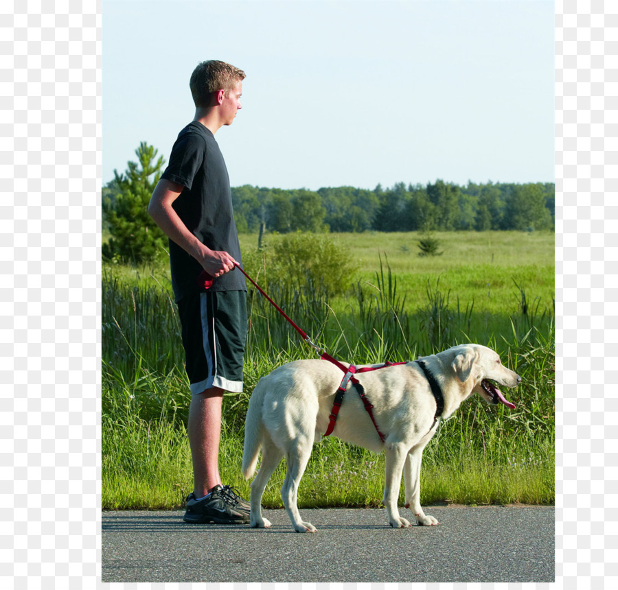 Chien，Race De Chien PNG