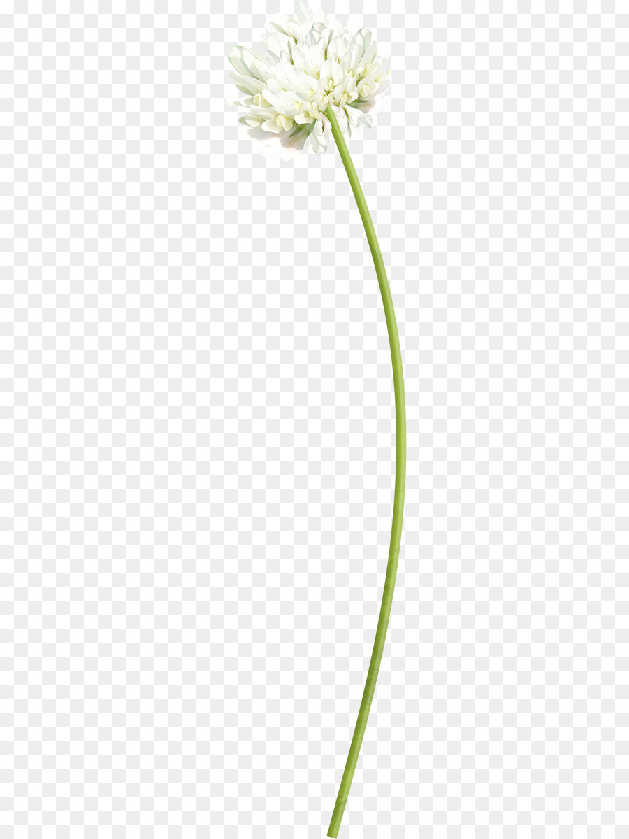 Fleur Blanche，Longue Tige PNG