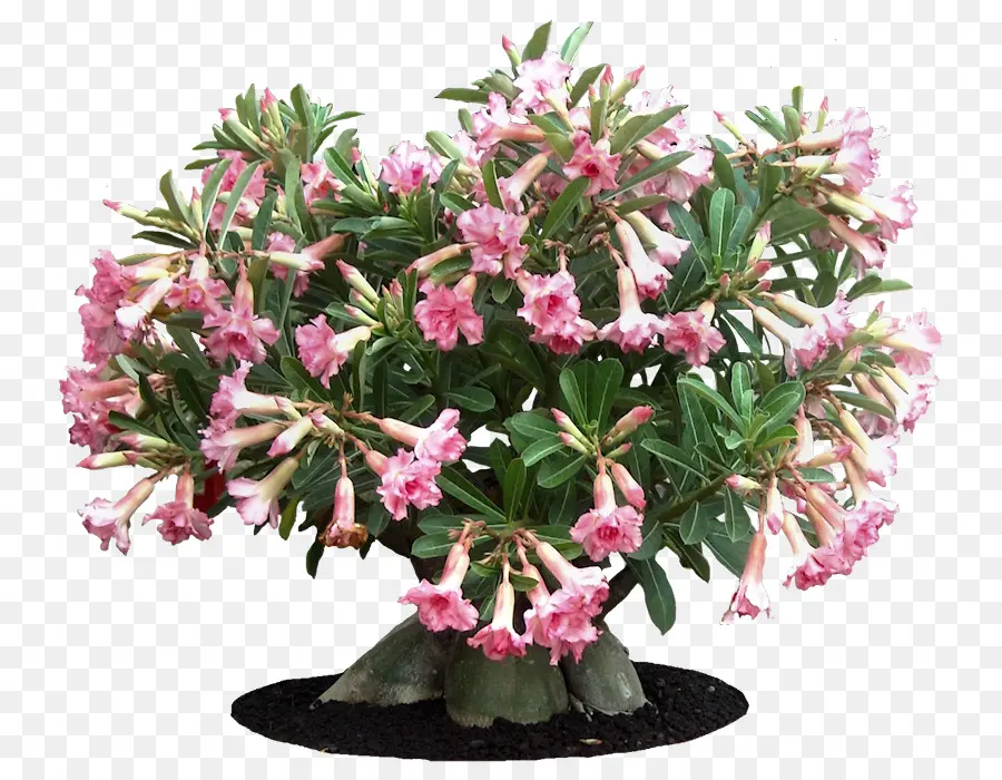 Azalée，Adenium Obésité PNG