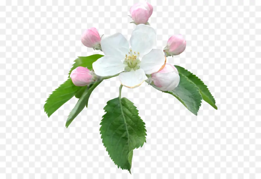 Fleur De Pommier，Floraison PNG