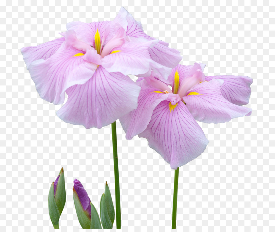 Iris，Fleur PNG