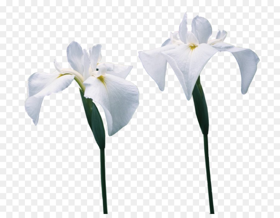 Lys Calla Blancs，Feuilles Vertes PNG