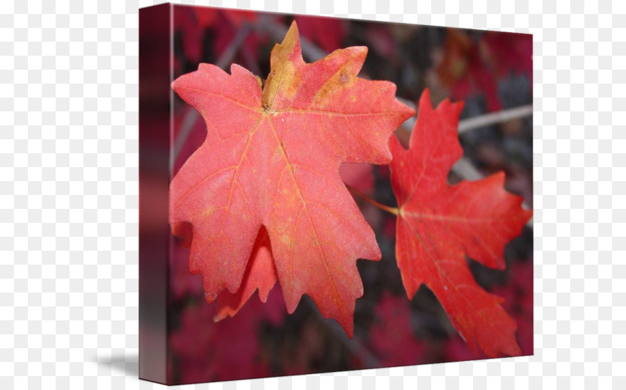 Feuilles D'automne，Automne PNG