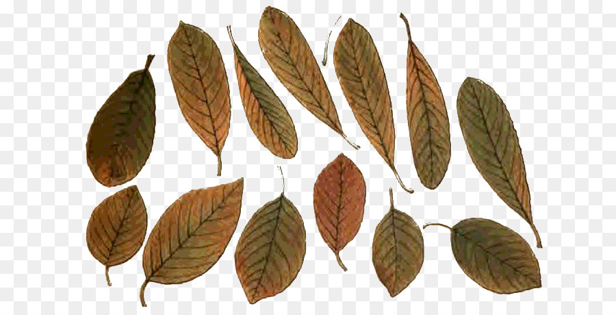 Feuilles Tombées，Automne PNG