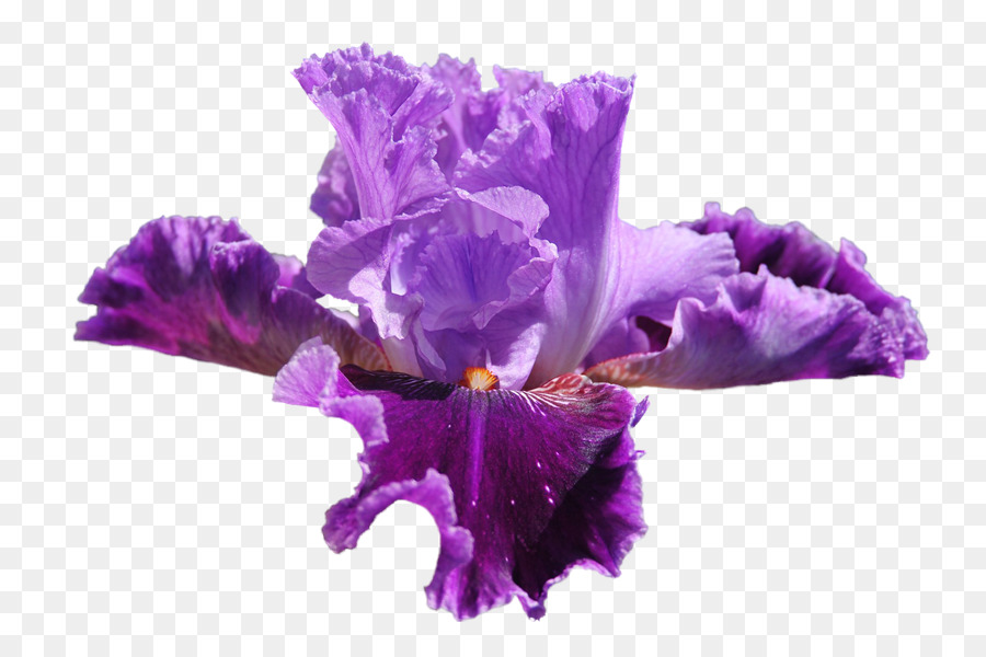 Fleur Violette，Pétales PNG