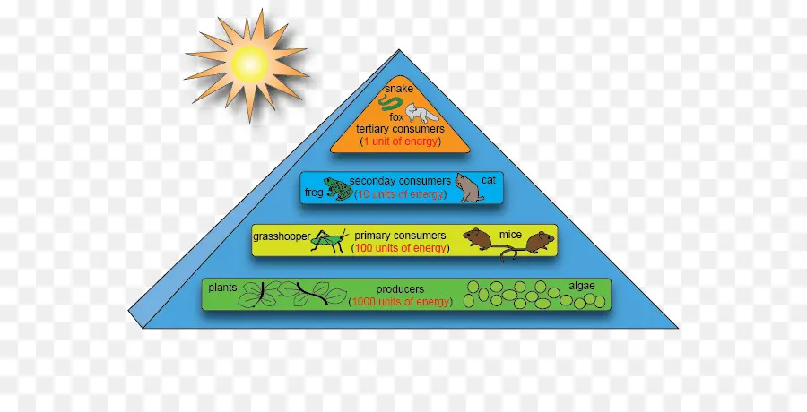 Pyramide énergétique，Niveaux PNG