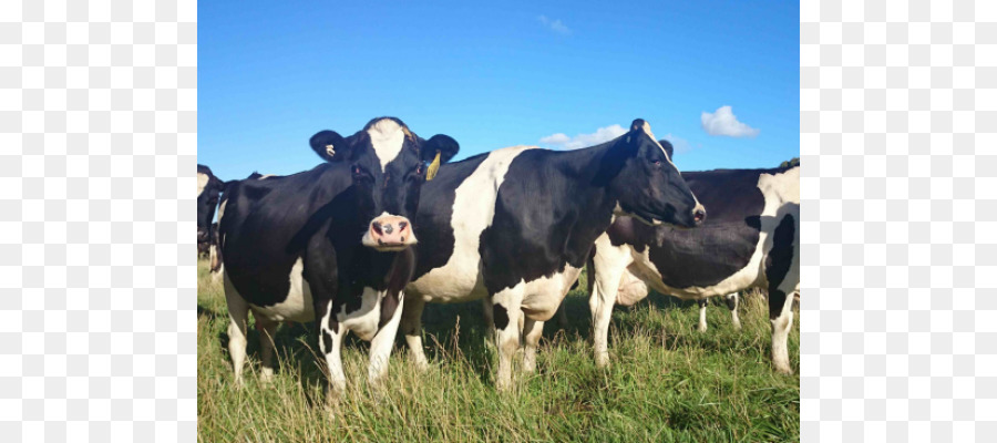 Les Bovins，Lait PNG